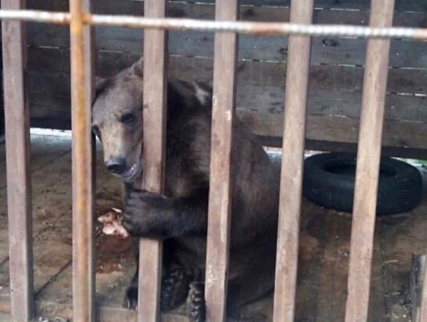 «Считайте что он труп уже», — соцсети о загадочной судьбе медведя, спасенного губернатором Ставрополья