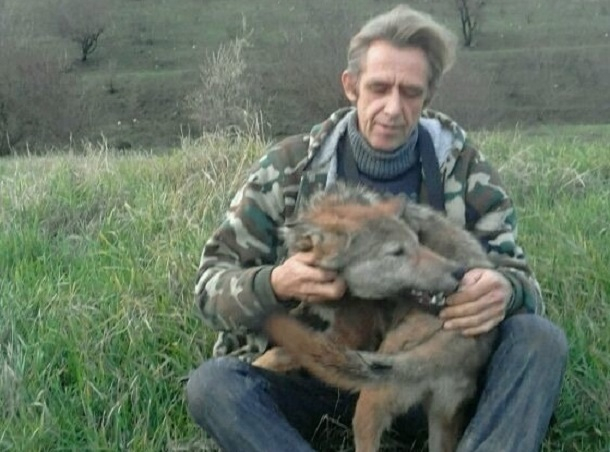 Домашнего волка Малыша продает житель Ставрополья