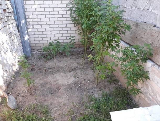 Плантацию конопли разбил у себя в огороде житель Ставрополья