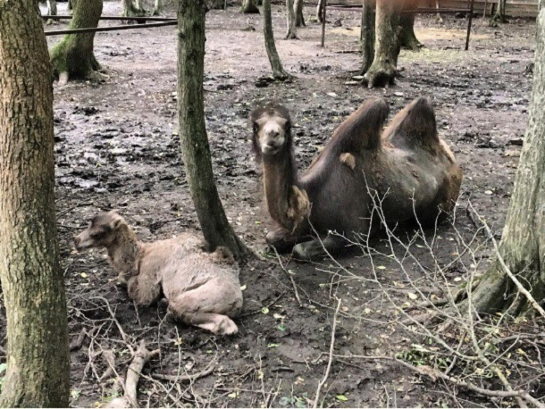 Фото худых верблюда-мамы с появившимся на свет верблюженком в зоопарке вызвало возмущение жителей Ставрополя