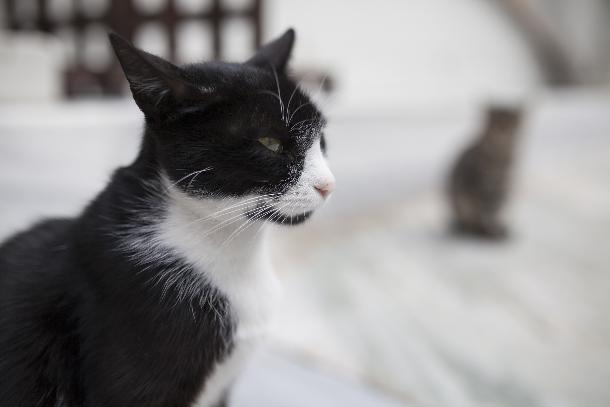 На Ставрополье пенсионерка пойдет под суд за избиение кота