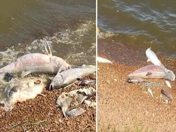 Эксперты озвучили причину массовой гибели рыбы в Новомарьевском лимане на Ставрополье