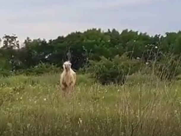 Гуляющий по полю верблюд возле трассы на Ставрополь попал на видео