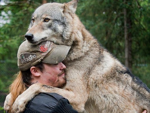 К научному изучению волков привлекли охотников Ставрополья