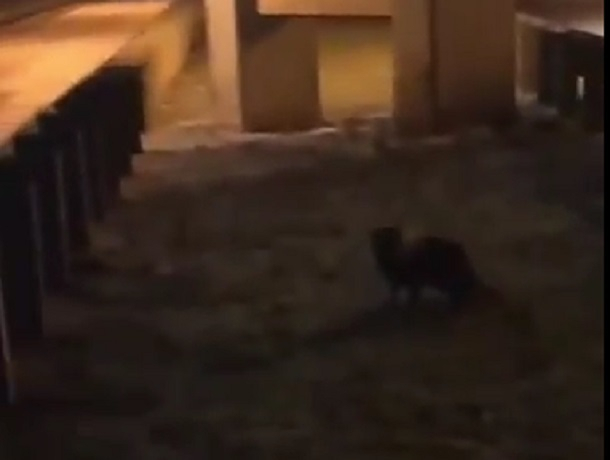 Прогулка любопытного енота возле «Ленты» попала на видео под Ставрополем