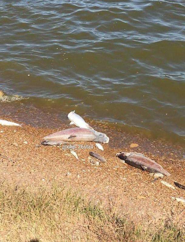 Специалисты выясняют причины гибели рыбы в водоеме на Ставрополье