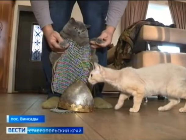 Житель Ставрополья выковал железные доспехи для кота