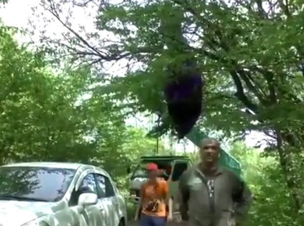 Парашютиста снесло ветром на деревья во время приземления в Ставрополе