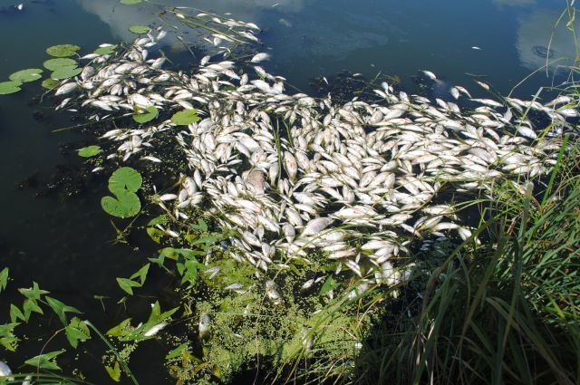 В реке Кума массово гибнет рыба на Ставрополье