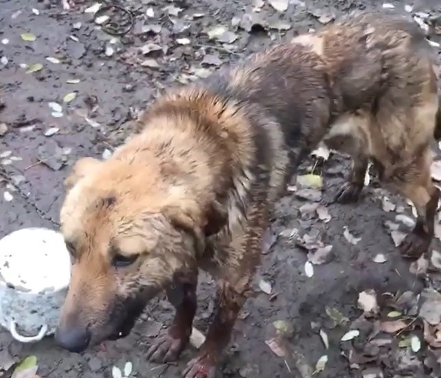 Охранник зоопарка в Пятигорске жестоко избил сторожевого пса металлическим прутом