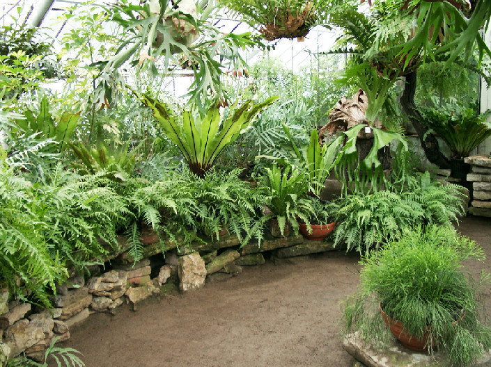 Ботанический сад Ставрополя после града спасает тропические растения