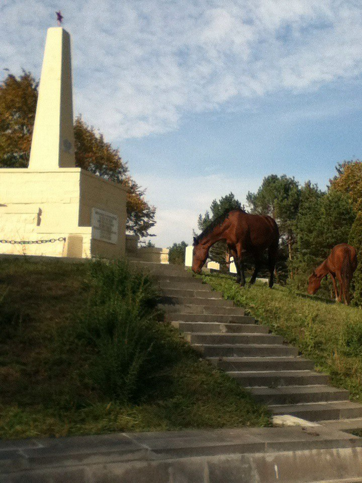Лошади гадят на памятник героям гражданской войны в Кисловодске