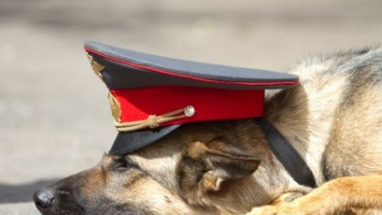 Служебный пес обнаружил тайник с марихуаной в поселке Ставрополья