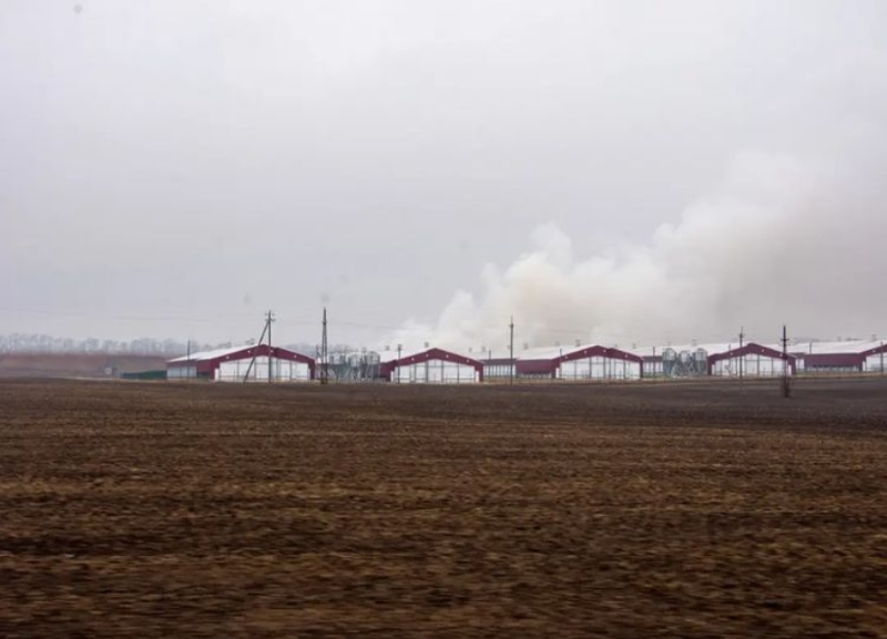 «Трупный запах гари»: дым от сжигаемой птицы мешает дышать жителям Изобильненского округа