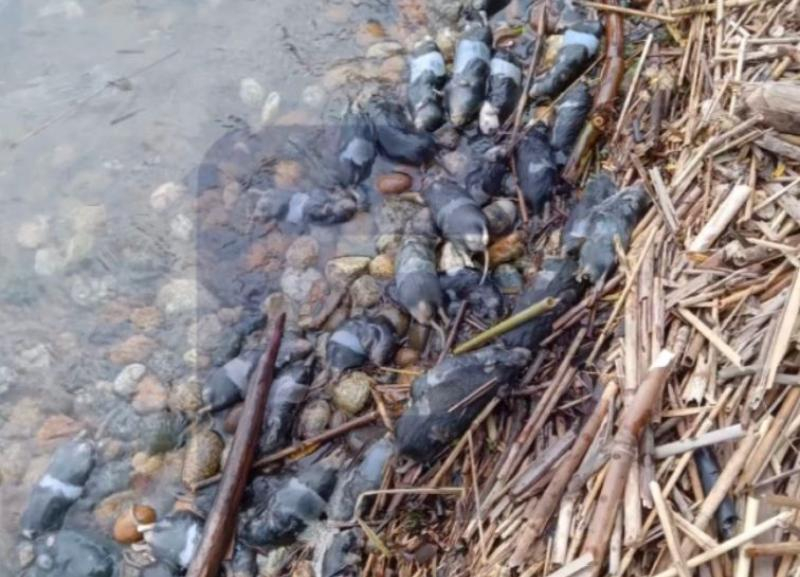 Сотни похожих на крыс трупов нашли жители на берегу водохранилища на Ставрополье — видео