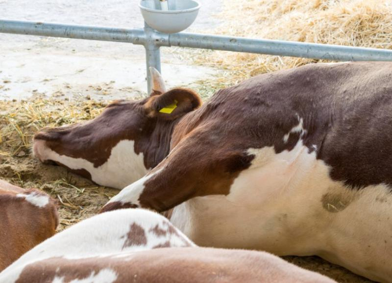 В пяти округах Ставрополья ввели карантин из-за лейкоза крупного рогатого скота