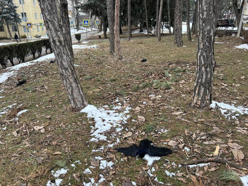Причиной смерти птиц в Пятигорске стало отравление фосфидом цинка