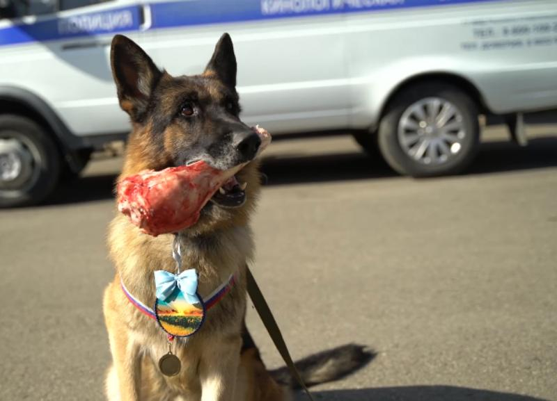 Четвероногие помощники полицейских: как живут и тренируются собаки на службе МВД