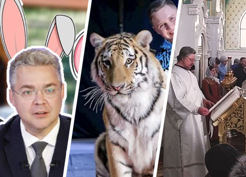 Считали деньги, ловили кроликов в правительстве и разнимали тигриц в первую неделю года на Ставрополье
