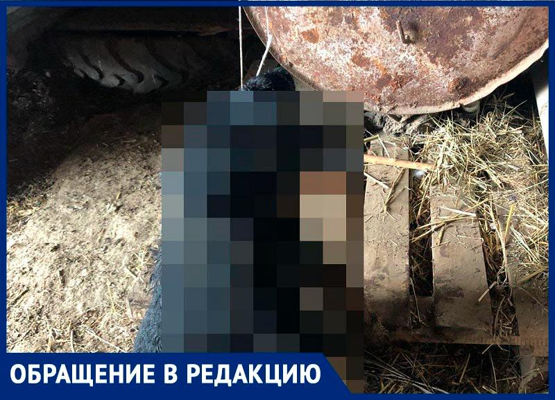 Жительница села на Ставрополье жестоко расправилась с собакой и пообещала повторить