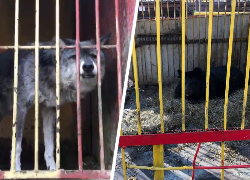 Зверинец или комнаты пыток: жители Пятигорска шокированы содержанием животных