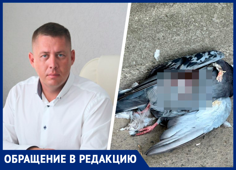 «Глава Промышленного района об этом не думает»: трупы голубей и мусор возле детсада показал родитель из Ставрополя