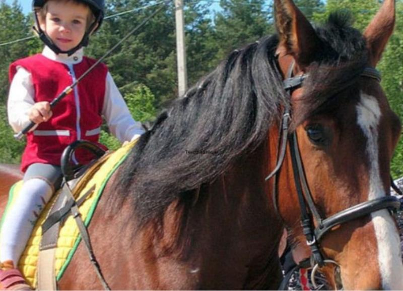 Подружить ребенка с лошадками и помочь его развитию можно в Ставрополе