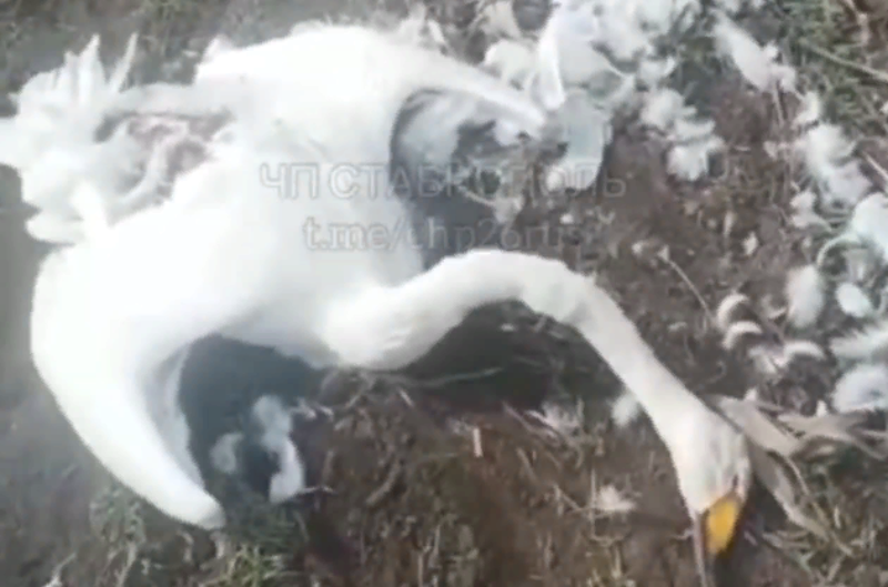 Мертвых лебедей нашли на полях Ставрополья