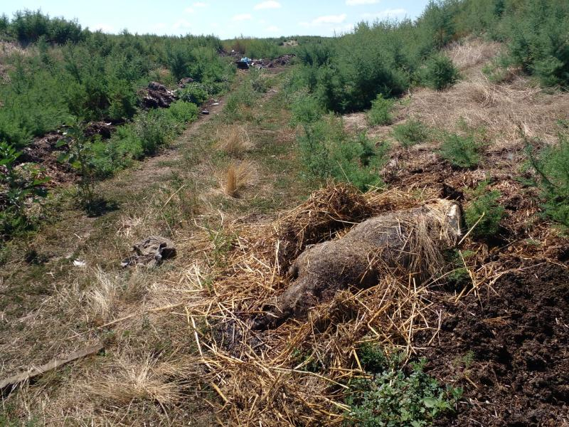 Африканская чума свиней разрослась на несколько округов Ставрополья