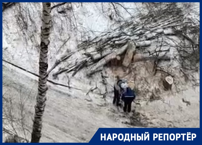 Вырубка деревьев на юге Ставрополя вызвала беспокойство у местных жителей