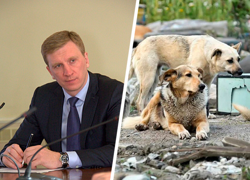 Мэр Ессентуков Александр Некристов решил радикально бороться с проблемой бездомных животных