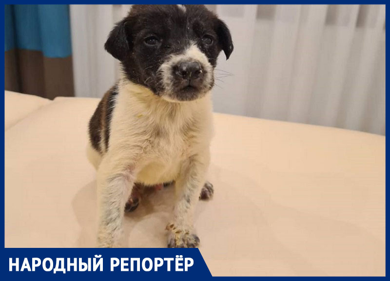 Маленьких щенков безжалостно выкинули на улицу в Ставрополе