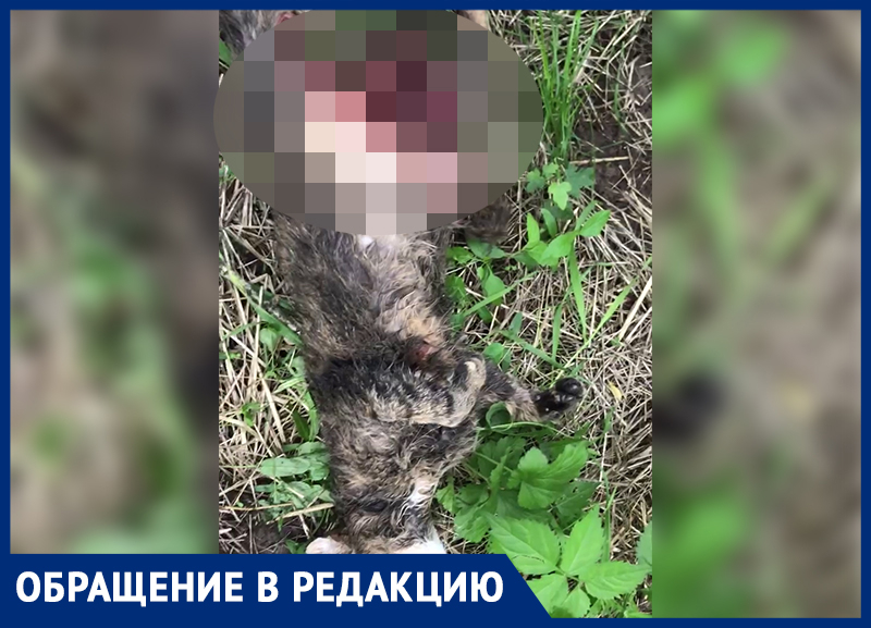 Загрызли и разорвали: жительница Ставрополья похоронила кошку после нападения бродячих собак