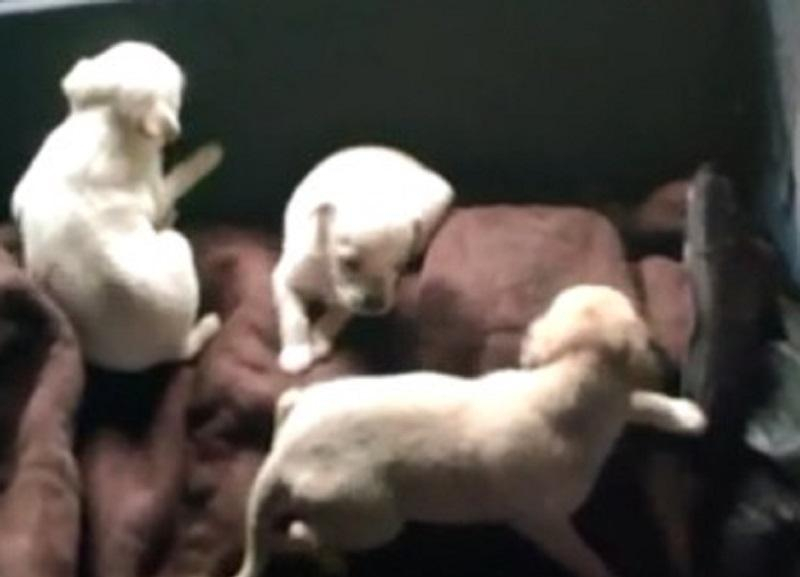 Ставропольчанку, которая разводила собак у себя дома, госпитализировали из-за укусов