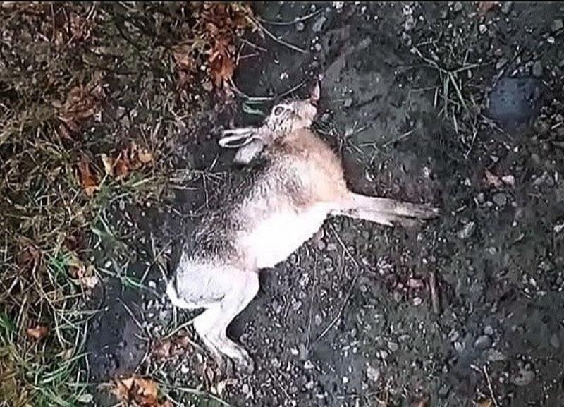 Более 30 тысяч человек потребовали остановить массовые убийства животных на Ставрополье
