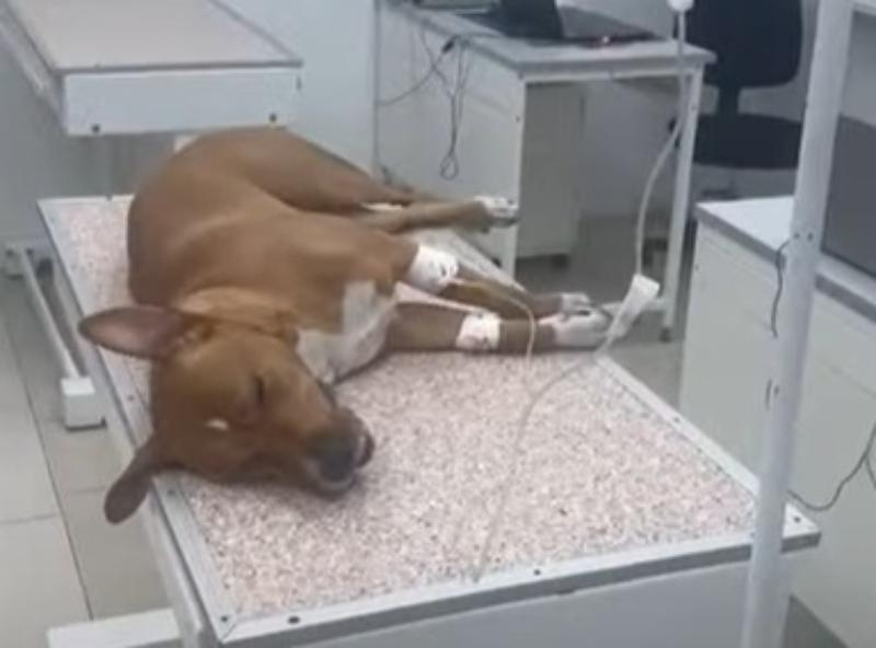 Полиция занялась ЧП с отравленными собаками в Ставрополе