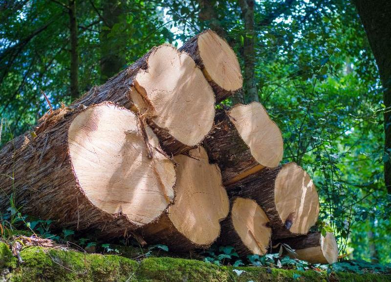 За вырубку деревьев строительная фирма вернет Ставрополью более 7 миллионов рублей