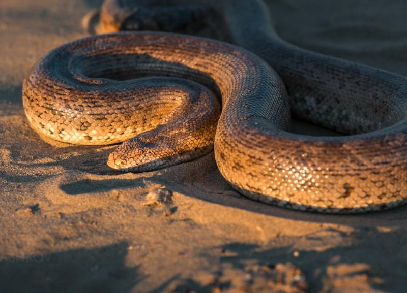 Охотится на птиц и прячется в песках: как выживает исчезающий вид змей на Ставрополье?