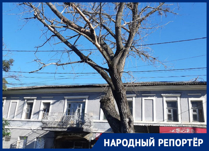 «Уберите, пока не случилось ЧП»: огромное старое дерево вот-вот рухнет на жителей Ставрополя
