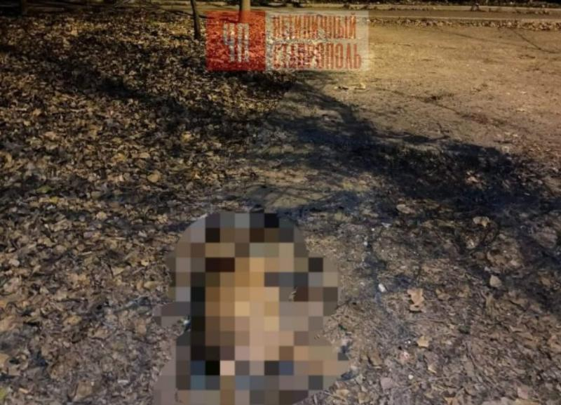 Живодер расстрелял бездомную собаку на одной из улиц Ставрополя