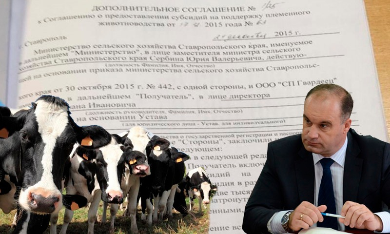 Ставропольские рога и копыта: бизнесмены продали себе своих же коров и получили субсидию 22 млн руб