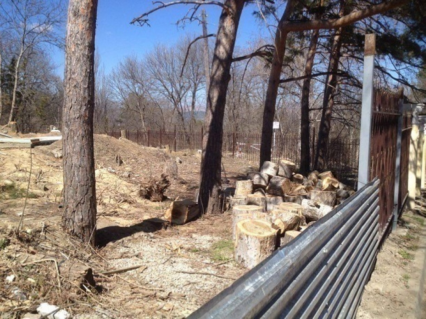 Вырубка столетних крымских сосен в городе-курорте Кисловодск возмутила общественность