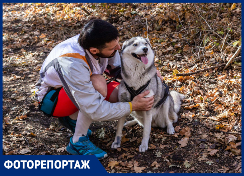 В Ставрополе прошли соревнования по ездовому спорту