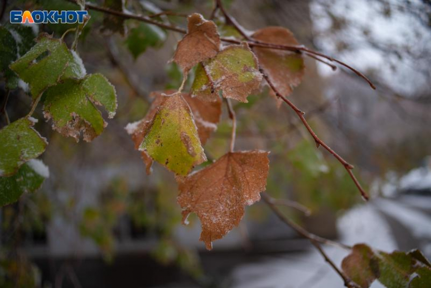 Первые заморозки до -2 градусов обрушатся на выходных в Ставропольском крае