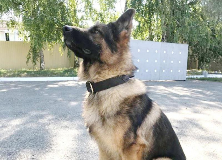 На Ставрополье служебная собака Комбат помогла поймать угонщика автомобиля 
