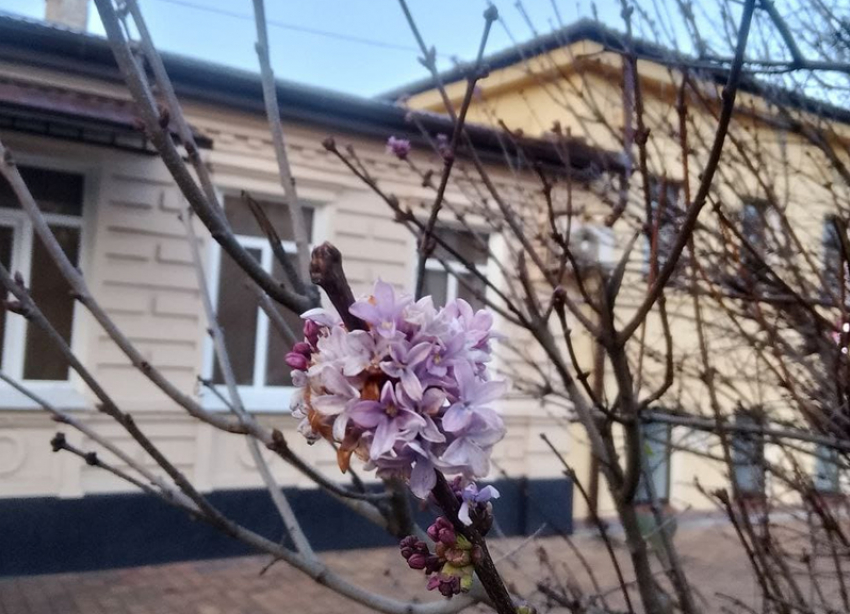 Цветущую сирень обнаружили в декабре прохожие в Ставрополе