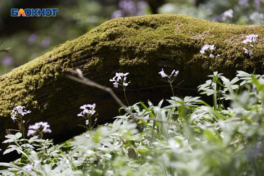 Солнце без спешки: в Ставрополе 6 апреля сохранится мягкая весенняя погода