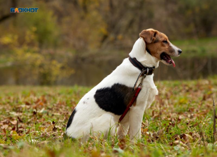 Шпиц прыгает на трех лапах: пенсионерка из Ставрополя требует у ветклиники 130 тысяч за некачественное лечение 