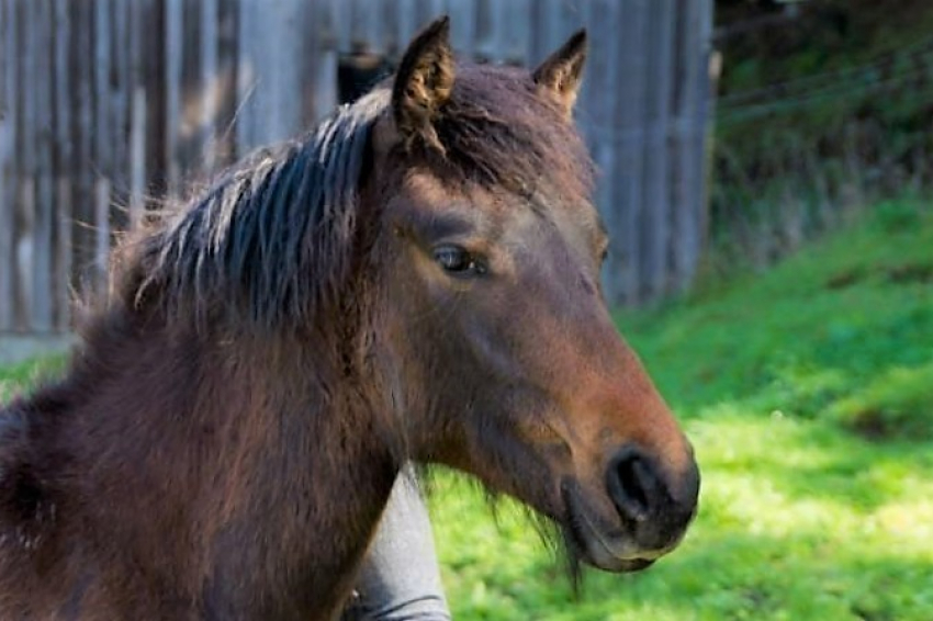 Бесхозная лошадь забрела в детский санаторий в Кисловодске