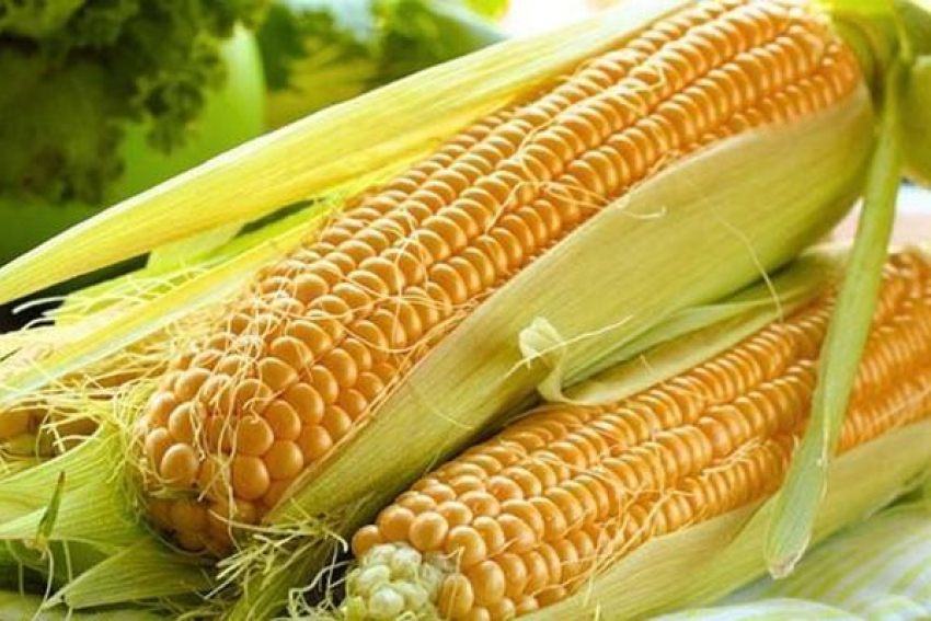 Супер-кукурузу вырастили на Ставропольских полях